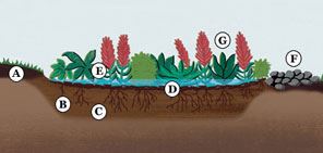 Rain Garden Diagram